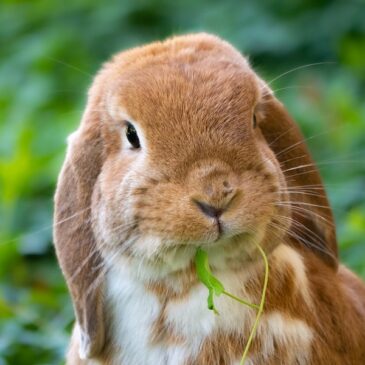 Kreismuseum Haldensleben: „Osterhase“ hat sich Ostersonntag zu einer Stippvisite angemeldet