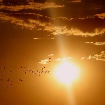 Unterschätzte Gefahr: Blendung durch tief stehende Sonne