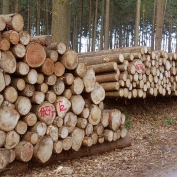 Holzeinschlag 2022 bleibt mit 78,7 Millionen Kubikmetern auf hohem Niveau