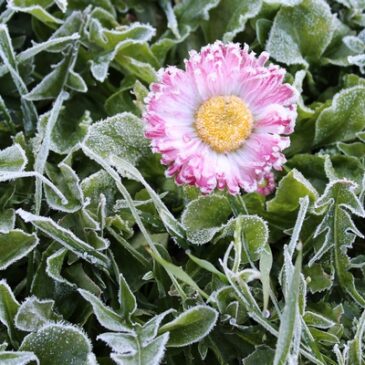 Was ist dran an den Eisheiligen? Temperaturen gehen nächste Woche zurück