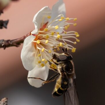 Bilger/Weisgerber zum Weltbienentag: Leistungen der Bienen für Landwirtschaft unverzichtbar