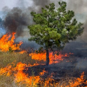 Graslandfeuer- und Waldbrandgefahr erhöht – Mensch ist Hauptverursacher für Brände