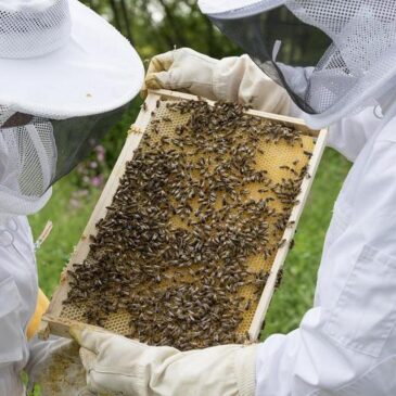 Antragsverfahren für die EU-Bienenförderung in Sachsen-Anhalt eröffnet
