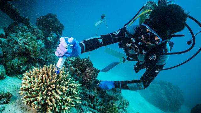Doku/Terra X: Faszination Wasser – Zauber der Korallenriffe (ZDF 19:30 – 20:15 Uhr)