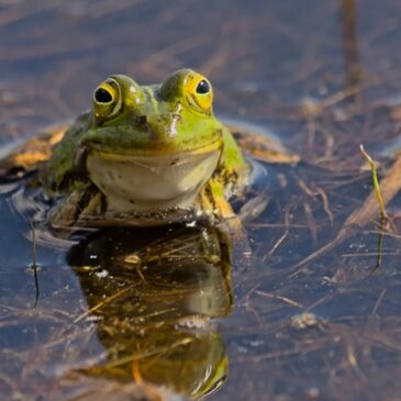 Amphibien auf dem Trockenen – Wenig Regen und hohe Temperaturen machen Laubfrosch und Co. zu schaffen