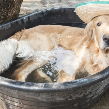 Was sind die Hundstage? – Tierische Hitze Ende Juli und im August