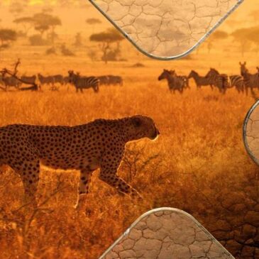Doku: Serengeti – Wilde Geschichten aus der Savanne (ZDF  19:25 – 20:15 Uhr)