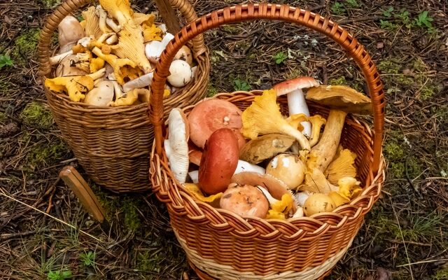 Ausflugstipp: Ein Wochenende zum Pilzesammeln – Das Wetter lädt ein in Wald und Flur