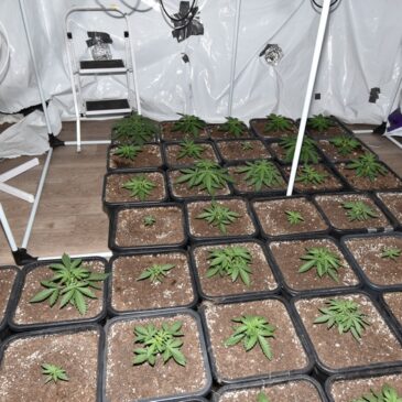 Neustädter Feld: Polizei beschlagnahmt Cannabisplantage