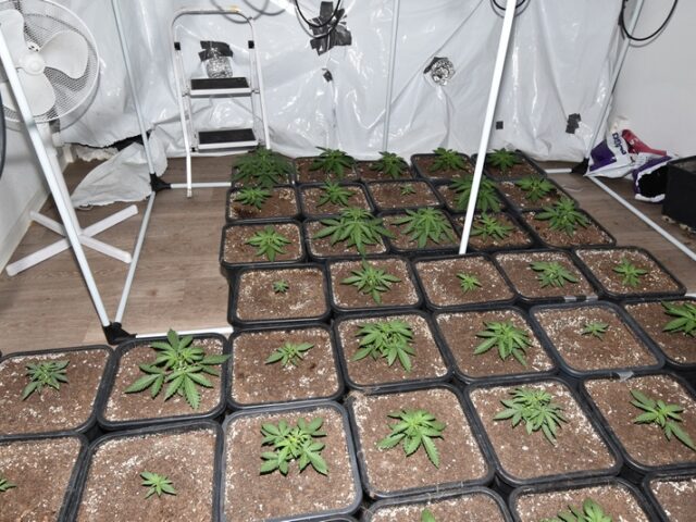 NeustÀdter Feld: Polizei beschlagnahmt Cannabisplantage