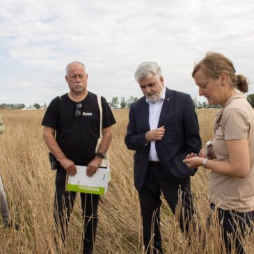 Umweltministerium verstärkt den Schutz von Feldhamstern in Sachsen-Anhalt