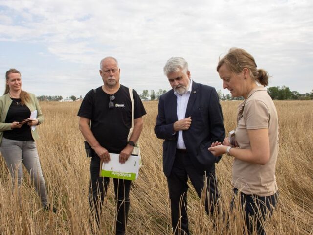 Umweltministerium verstärkt den Schutz von Feldhamstern in Sachsen-Anhalt