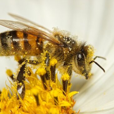 Von Blüte zu Blüte – nicht nur Bienen bestäuben / Am 20. August in den Gruson-Gewächshäusern