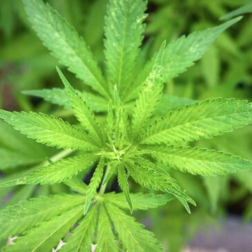 Mann will Verein für Cannabis-Anbau gründen – Polizei beschlagnahmt 94 Cannabispflanzen