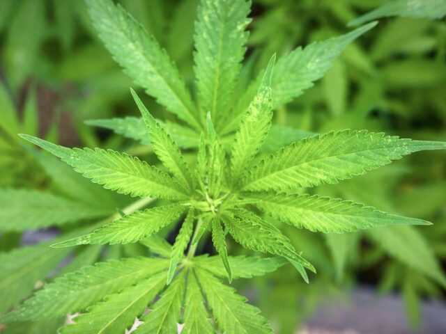 Mann will Verein fĂŒr Cannabis-Anbau grĂŒnden – Polizei beschlagnahmt 94 Cannabispflanzen
