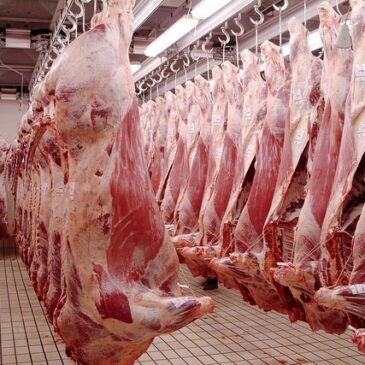 Fleischproduktion im 1. Halbjahr 2023 um 5,9 % gegenüber Vorjahr gesunken