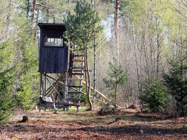 Landesverwaltungsamt: Extremwetter haben Einfluss auf Jagdergebnisse in Sachsen-Anhalt