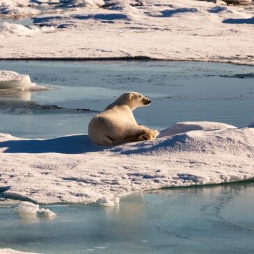 Wie sich der Klimawandel aktuell auf die Tierwelt auswirkt und was man tun kann