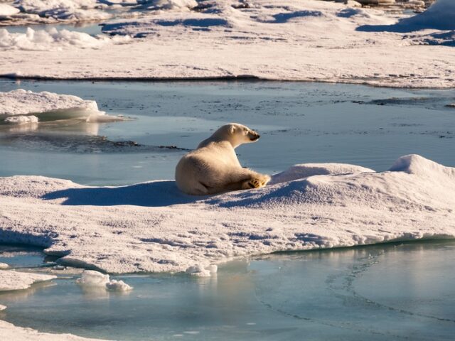 Wie sich der Klimawandel aktuell auf die Tierwelt auswirkt und was man tun kann
