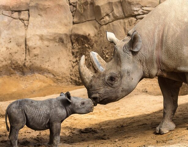 Der Jüngste zieht aus: Platz für Neues im Nashornhaus