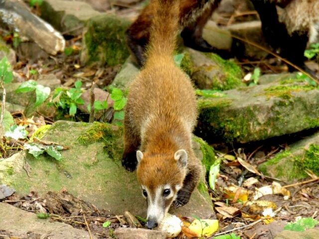 Kleine Weißrüssel-Nase auf Entdeckertour im Zoo