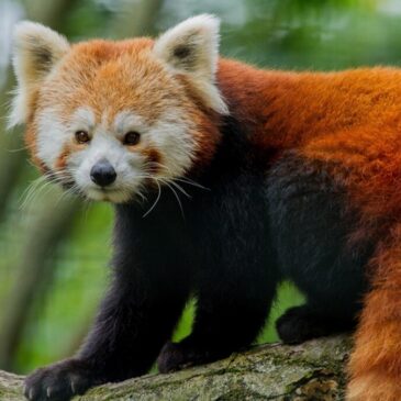 Heute ist internationaler Tag des Roten Pandas
