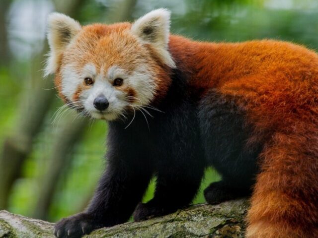 Heute ist internationaler Tag des Roten Pandas