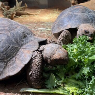 Ausflugstipp: Neu im Zoo die Galapagos-Riesenschildkröten