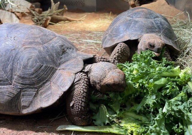 Ausflugstipp: Neu im Zoo die Galapagos-Riesenschildkröten