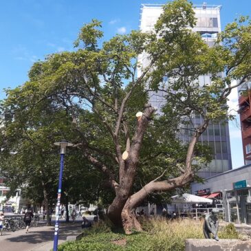 Trompetenbaum vor Katharinenturm muss gefällt werden – Baumfällung im Breiten Weg wegen Holzzersetzung