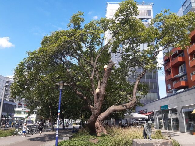 Trompetenbaum vor Katharinenturm muss gefällt werden – Baumfällung im Breiten Weg wegen Holzzersetzung
