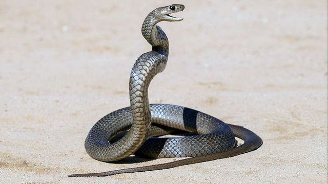 Doku: Australiens Schlangen – Giftig und gefährlich (Arte  20:55 – 21:40 Uhr)