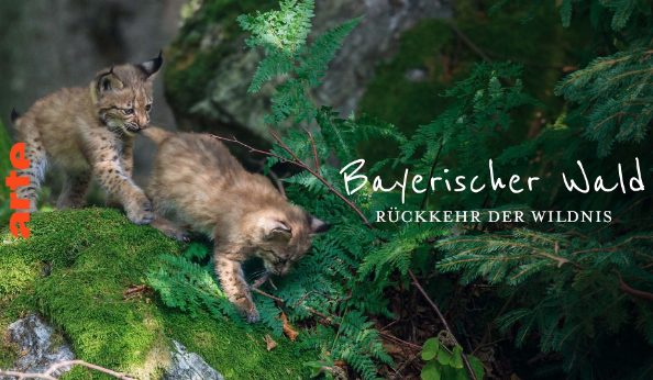 Dokumentarfilm: Rückkehr der Wildnis – Nationalpark Bayerischer Wald (Arte  20:15 – 21:40 Uhr)