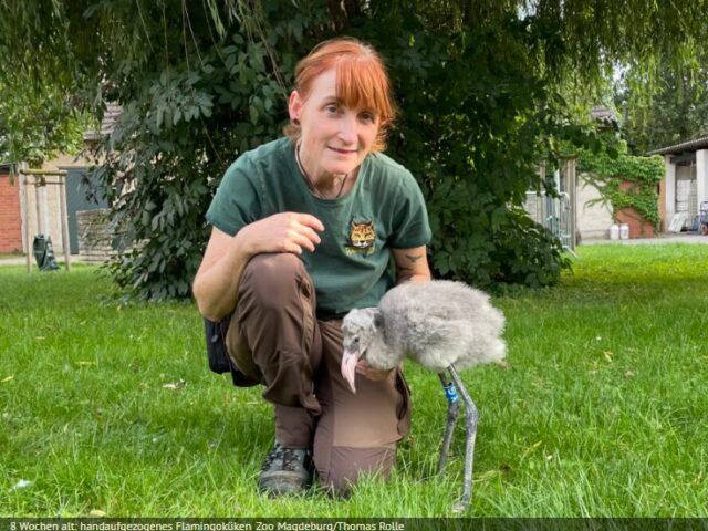 Rosaflamingo-Küken kehrt in Kolonie zurück