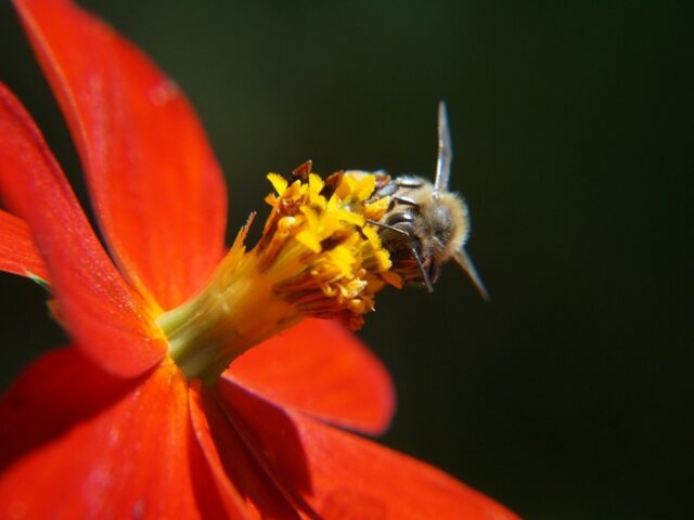 Am Sonntag in den Gruson-GewÀchshÀusern: Pflanzenvielfalt als Ergebnis der Evolution