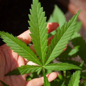 Heute im Bundesrat: Cannabis-Legalisierung- Länder nehmen Stellung