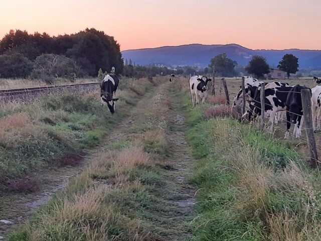 GefÀhrlich! Rinder am Bahngleis