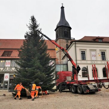 Alle Jahre wieder … Weihnachtsbaum für Haldensleben gesucht!