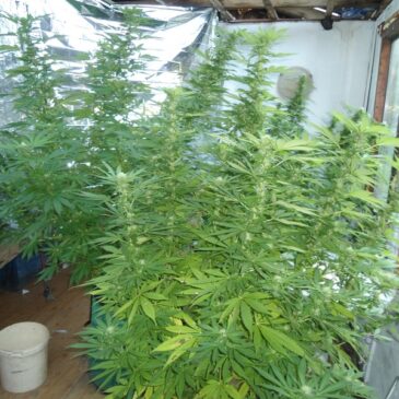 „Hobbygärtner“ in der Maybachstraße: Indoorplantage mit 20 Cannabispflanzen aufgeflogen