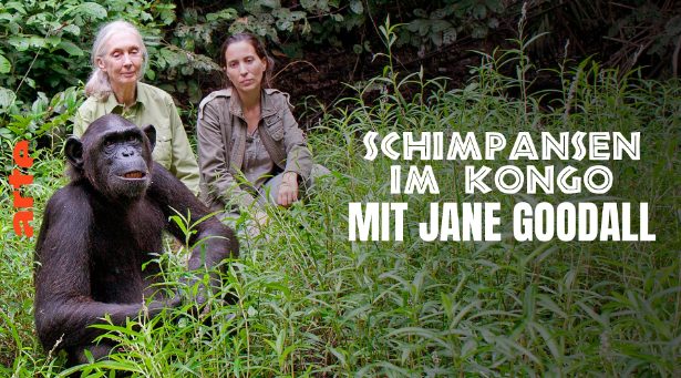 Tierdoku: Schimpansen im Kongo mit Jane Goodall (Arte  20:15 – 21:05 Uhr)