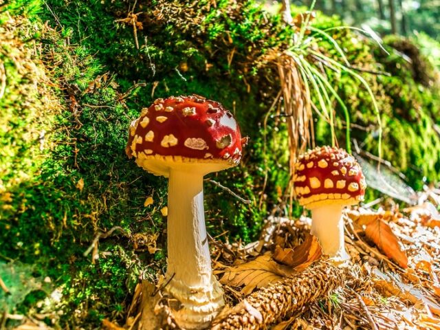 Heute ist wieder Pilzberatung: Von 16:00 bis 18:00 Uhr im Gesundheits- und Veterinäramt