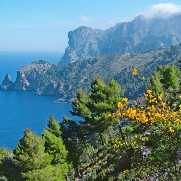 Noch vor der beliebtesten Buchungszeit: Mallorca toppt schon alles