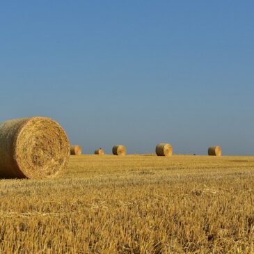 Agrarstrukturerhebung 2023: geringer Rückgang der landwirtschaftlich genutzten Fläche in Sachsen-Anhalt