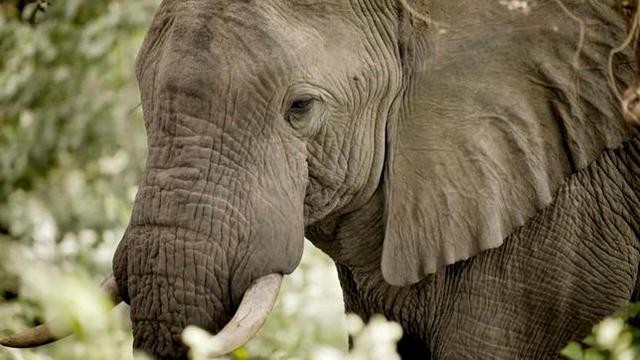 Doku: Tiere als Trophäen – Wer rettet Elefant, Löwe & Co.? (Das Erste  20:15 – 21:00 Uhr)