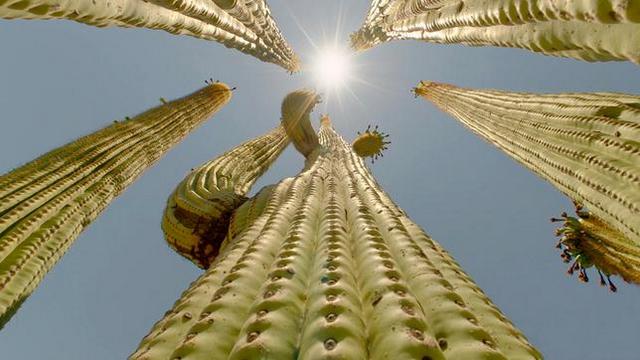 Naturdoku: Kaktus Hotel (Das Erste  20:15 – 21:00 Uhr)