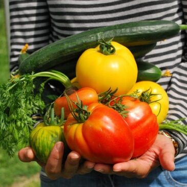 Vier Prozent mehr als im Vorjahr: Gemüseernte im Jahr 2023 gestiegen