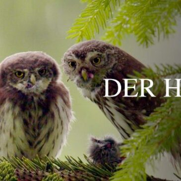 Doku: Der Harz – Wildnis mitten in Deutschland (Arte  20:15 – 20:55 Uhr)