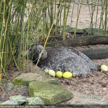 Darwin-Nandu hat rekordverdächtige 16 Eier gelegt