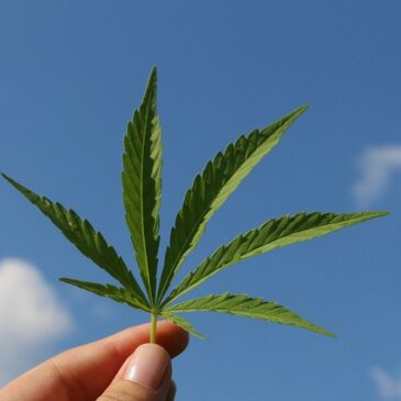 Trotz Cannabis-Legalisierung: Keine Hanfpflanzen im Baumarkt
