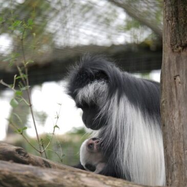 Tierische Neulinge im Frühling: Zwei Drillinge, ein weißes Fellknäuel und grazile Vögel mit Kopfschmuck